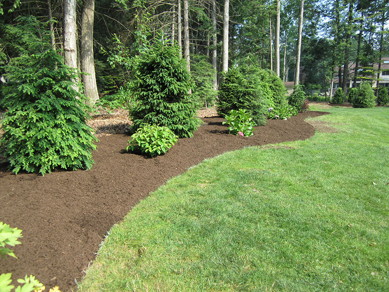 landscaping-with-mulched-beds-and-evergreens