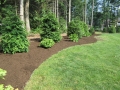 landscaping-with-mulched-beds-and-evergreens